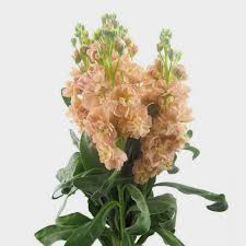 Look for straight, sturdy stems, and avoid stems on which the lower flowers are decaying. Stock Peach Flowers Wholesale Blooms By The Box