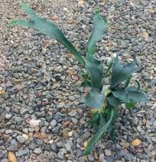 Image result for parožnatka Platycerium