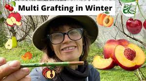 Fruit salad trees can be grown in a pot or in the ground, perfect for your balcony or backyard and are suitable for all climates. Multi Grafting Fruit Trees How To With Deciduous Peach Tree Youtube