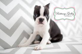All pups will come current & utd on shots,& paperwork.all babies are raised around kids. Puppy Photographer Introducing Scarlett