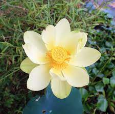 Nelumbo Water Lilies Art Flowers Lotus Plant