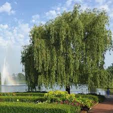 Image result for venturia saliciperda willow tree