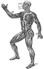 A Diagram Of The Human Muscular System Clipart Etc
