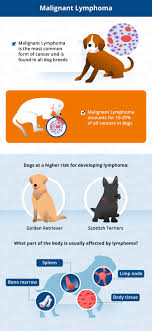 The cancer generally appears between 8 and 9 years of age and certain breeds have higher predisposition such as german shepherds, boxers and golden retrievers. Most Common Canine Cancers Canna Pet