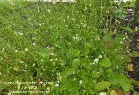 Image result for Crambe hispanica