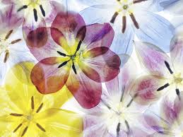 Pink is not really a defined colour in itself. Wallpaper Blue Pink Yellow Flowers Petals 1920x1200 Hd Picture Image