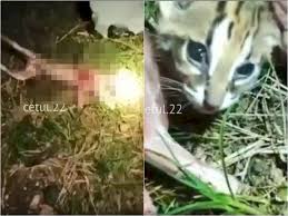 Kucing berjuluk flat headed cat ini bisa ditemukan di hutan kalimantan dan sumatera. Keji Sekelompok Pemuda Kuliti Kucing Hutan Hidup Hidup Kucing Terbujur Lemah Indozone Id