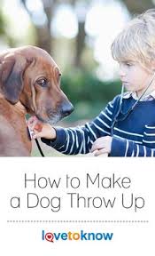 Eating too fast even good food can cause a vomiting is a symptom of parasites, bloat, liver issues, heat stroke, cancer, and parvo, to name a few. 21 Best Dog Throwing Up Ideas Dog Throwing Up Throwing Up Dogs
