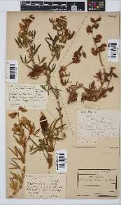 Image result for Crotalaria dura