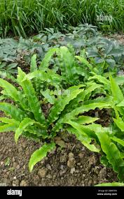Image result for Asplenium emarginatum