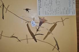 Image result for Ipomoea blepharophylla