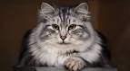 The 200 Top Russian Cat Names