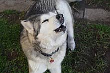 Huge alaskan malamute giants dog breed. Alaskan Malamute Wikipedia