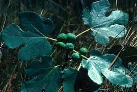Image result for Ficus muelleriana