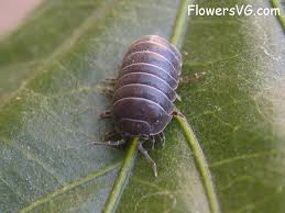 Pill bugs will drown themselves in beer. Roly Polys Rollie Pollies And Pillbugs Oh My Anne Of Green Gardens