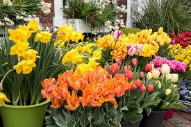 Blühen die tulpen, narzissen, hyazinthen, dahlien und cannas schon? Tulpenpflege Nach Der Blute