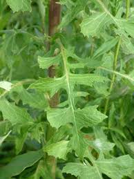 Image result for Lactuca imbricata