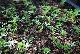 We did not find results for: Growing Carrots How To Grow Carrots Planting Carrots