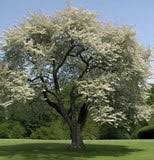 Image result for Amelanchier ovalis