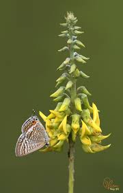 Image result for Erianthemum schelei