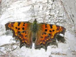 Image result for Polygonia c-album