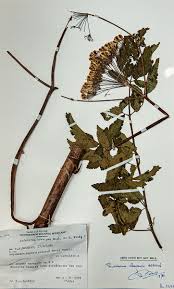 Image result for Afroligusticum