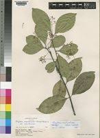 Image result for Gymnosporia mossambicensis