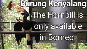 Enggang borneo kemos / enggang borneo kemos white crowned hornbill wikipedia the global community for designers and creative professionals freakingschwarz myself. Burung Kenyalang The Hornbill Is Only Available In Borneo Youtube