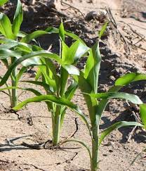 We did not find results for: Corn Growth Stages And Post Emergent Herbicide Timing Texas Row Crops Newsletter