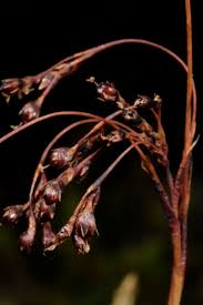 Image result for Luzula johnstonii