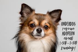 Mehr als 200.000 maschinen sofort verfügbar. Underdog Rescue Adoption Event Urban Tails Pet Supply