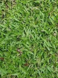 Image result for Axonopus