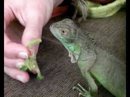 Taming My 6 Months Old Green Iguana