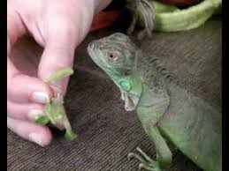 taming my 6 months old green iguana