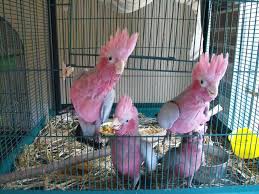 Bird Aviary For Sale Nsw Galahs Parrot Pet Pets Aviary