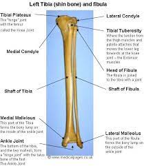 Tibia And Fibula Left Tibia Fibula Medicalpages Human Anatomy And Physiology Anatomy Anatomy Bones