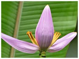 With so many flowers around us, it can get quite tough to know the names of the ones we like in our to make it a little easy for you, we have compiled a list of the most popular flowers names in marathi that'll help you out if it's your native language! 5 Flowers That Can Be Made Into Delicious Pakoras
