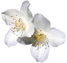 Bambi Indie Blog White Flower Png Transparent Flowers White Flowers