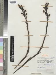 Image result for Centrostigma