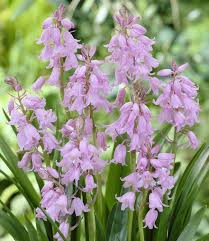 See some of our favorites for color through the seasons. Hyacinthoides Pink Lovely Pink Flowers Tulip Store
