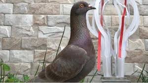 Check spelling or type a new query. Cerita Pencinta Burung Asal Depok Rogoh Kocek Rp1 Miliar Demi Sepasang Merpati Okezone Megapolitan