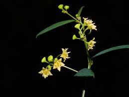 Image result for Helinus