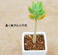 簡単 3分でわかる多肉植物の増やし方のコツ 挿し木編 多肉植物 サボテンの専門通販 Solxsol