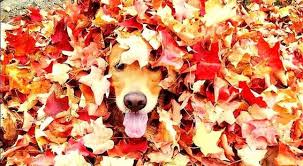 Image result for dogs in autumn photos