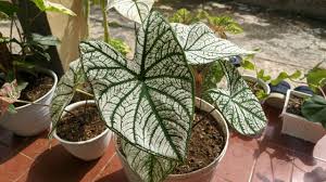 Image result for Caladium
