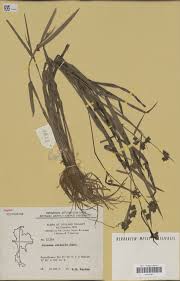 Image result for Fuirena ciliaris