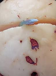 Visual journey of hass avocado growth process