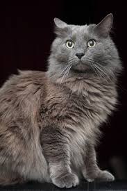 Grey and white cat breeds long hair. 15 Gorgeous Grey Cat Breeds You Ll Love I Discerning Cat