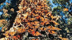 Santuarios De La Mariposa Monarca En El Estado De Mexico Pueblos Magicos De Mexico