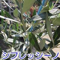 オリーブ 品種別特徴 ミッション 原産地 アメリカ アメリカ カリフォルニア州で発見されたスペイン系品種で 樹形は直立性に成長します スマートな樹形になる傾向が高く 葉はやや銀色がかっています 葉の形状は 先端が尖っています